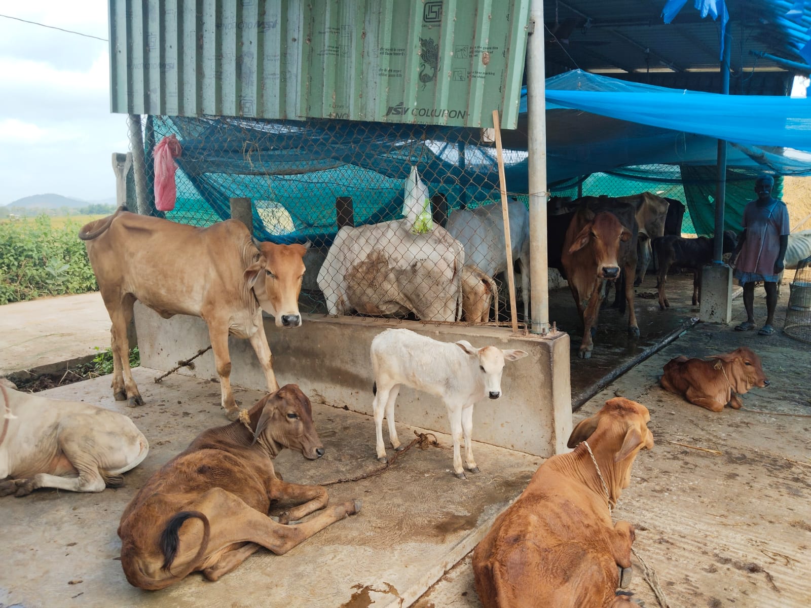 Goshala — Holy Cows